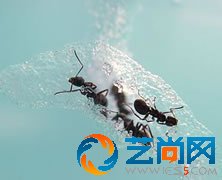 蚂蚁当宠物-赚钱市场点子真不少-蚂蚁箱项目