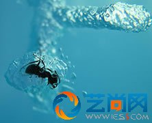 蚂蚁当宠物-赚钱市场点子真不少-蚂蚁箱项目