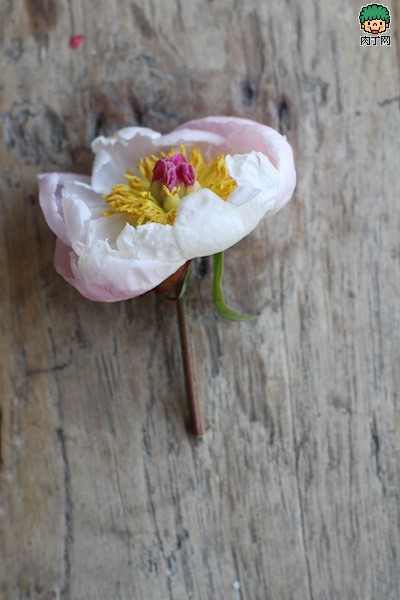 鲜花diy竹苞松茂的制作新娘头饰要领