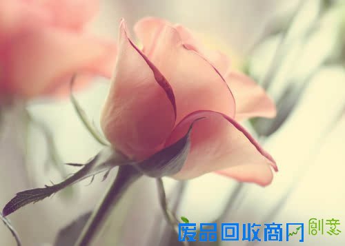 唯美情侣清新意境唯美爱情伤感图片