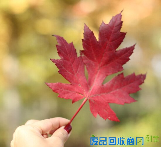 生活专栏：小院教你DIY万圣节郊游南瓜桌花