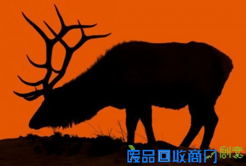 震撼心灵的野生动物摄影大片:大自然的视觉之旅