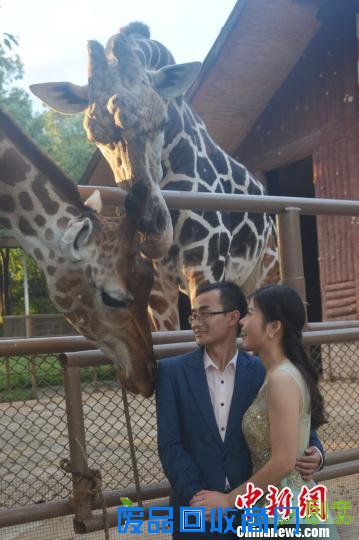 深圳野生动物园员工拍创意婚纱照动物萌宠友情客串