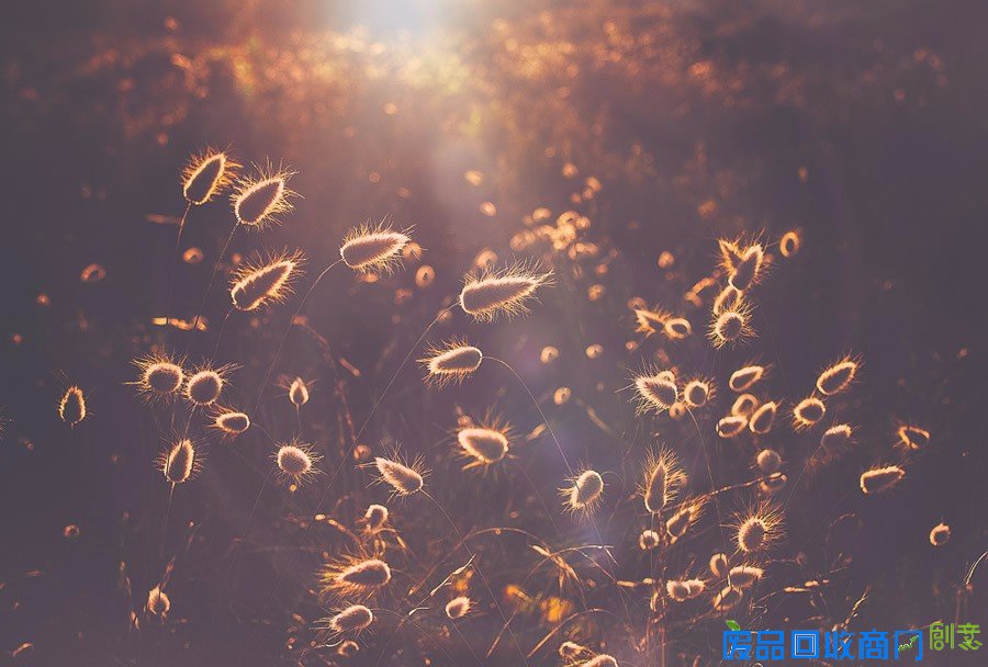 平凡中的不凡 女性摄影师的唯美摄影作品