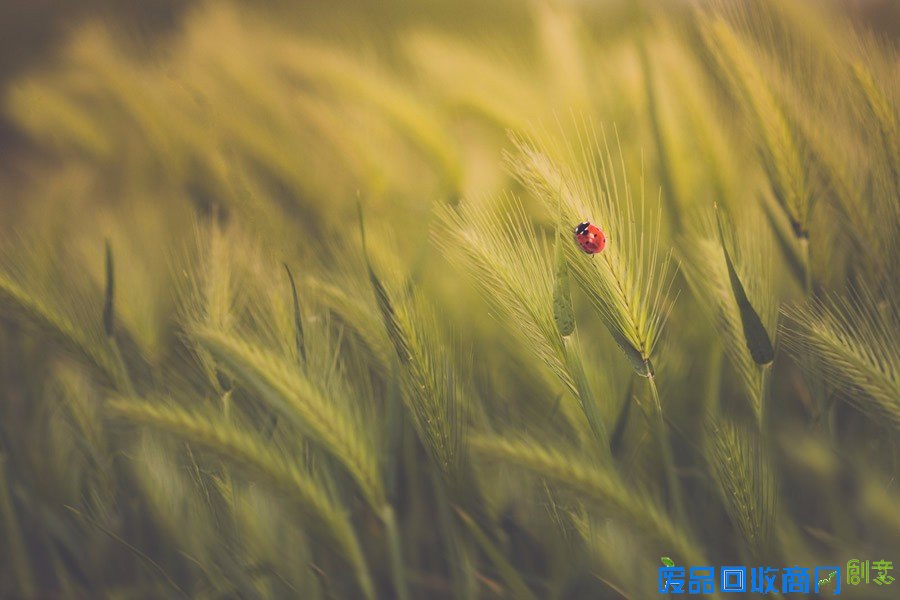 平凡中的不凡 女性摄影师的唯美摄影作品