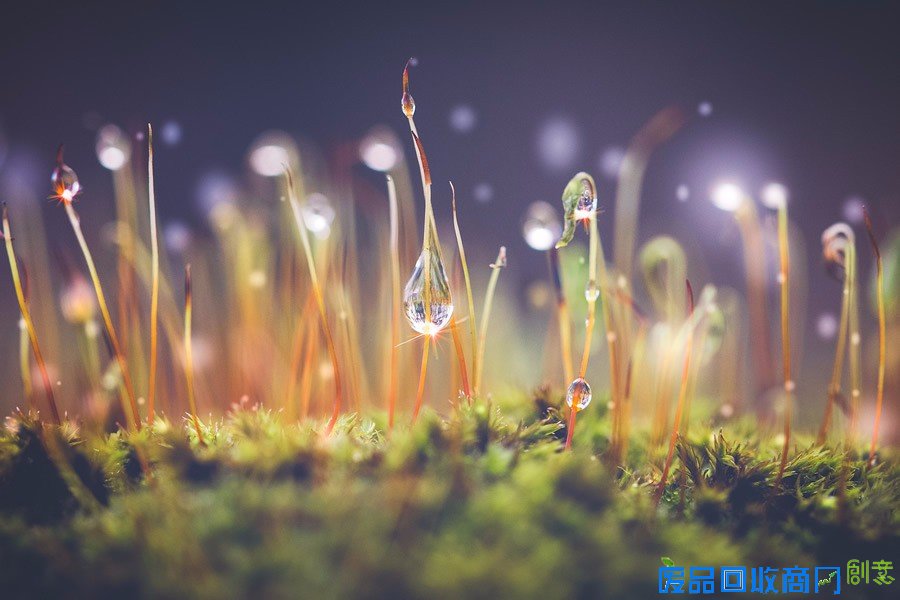 平凡中的不凡 女性摄影师的唯美摄影作品