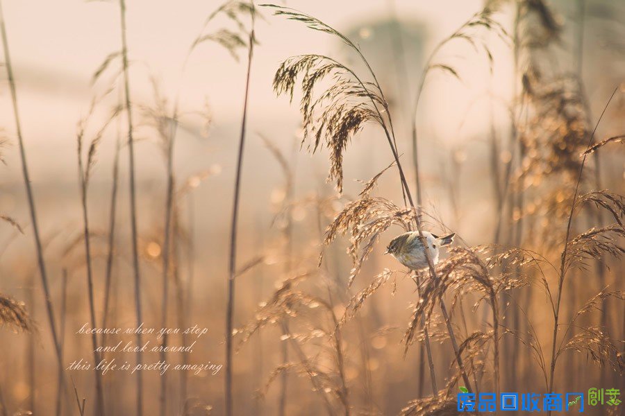 平凡中的不凡 女性摄影师的唯美摄影作品