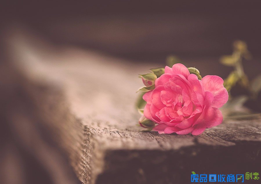 平凡中的不凡 女性摄影师的唯美摄影作品