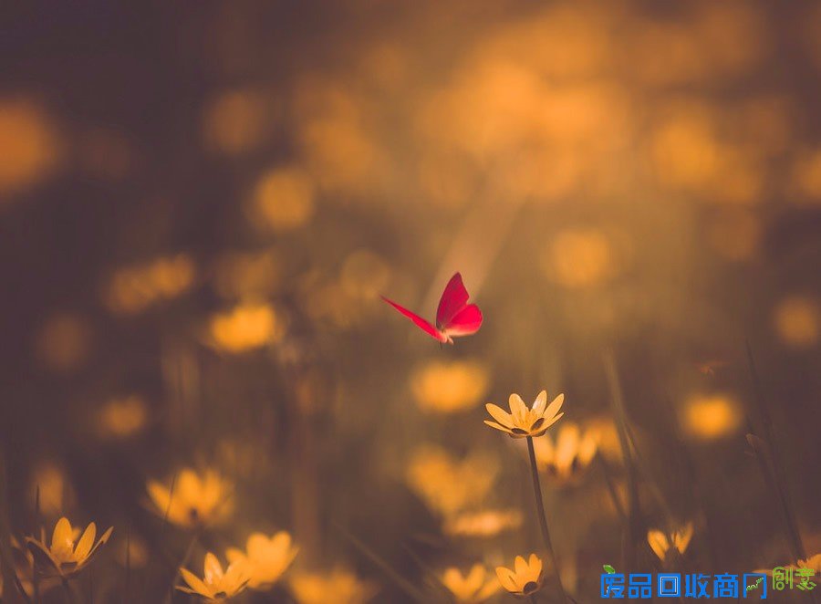 平凡中的不凡 女性摄影师的唯美摄影作品