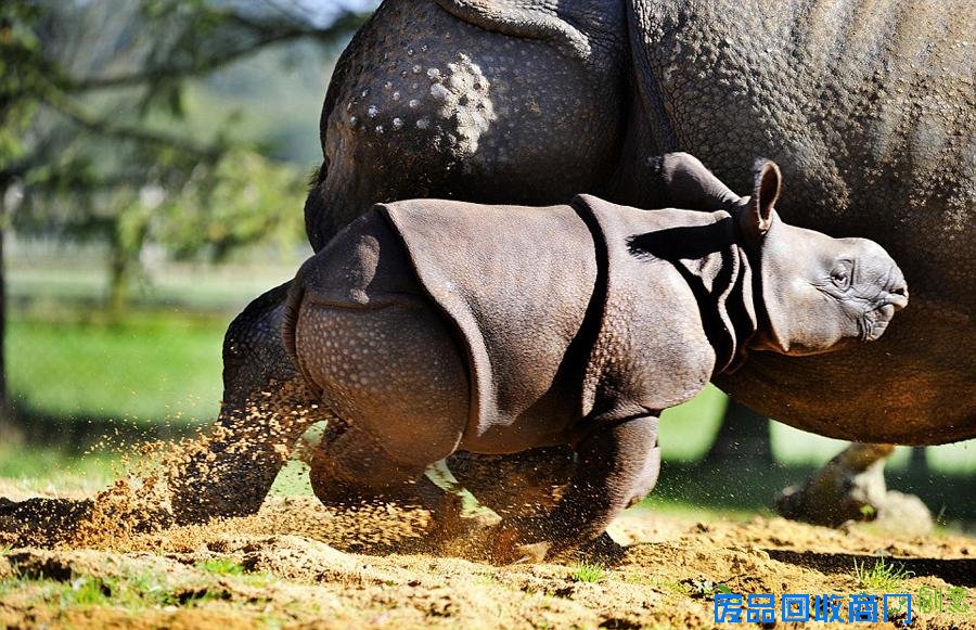 英满月犀牛宝宝首亮相 呆萌可爱