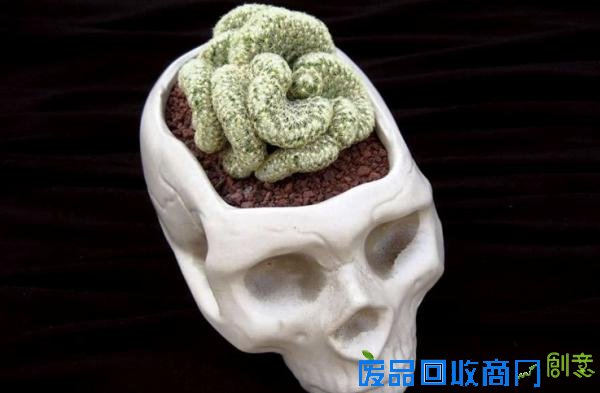 冷冷的冬季，看到这15个创意盆栽就觉得心里暖暖的