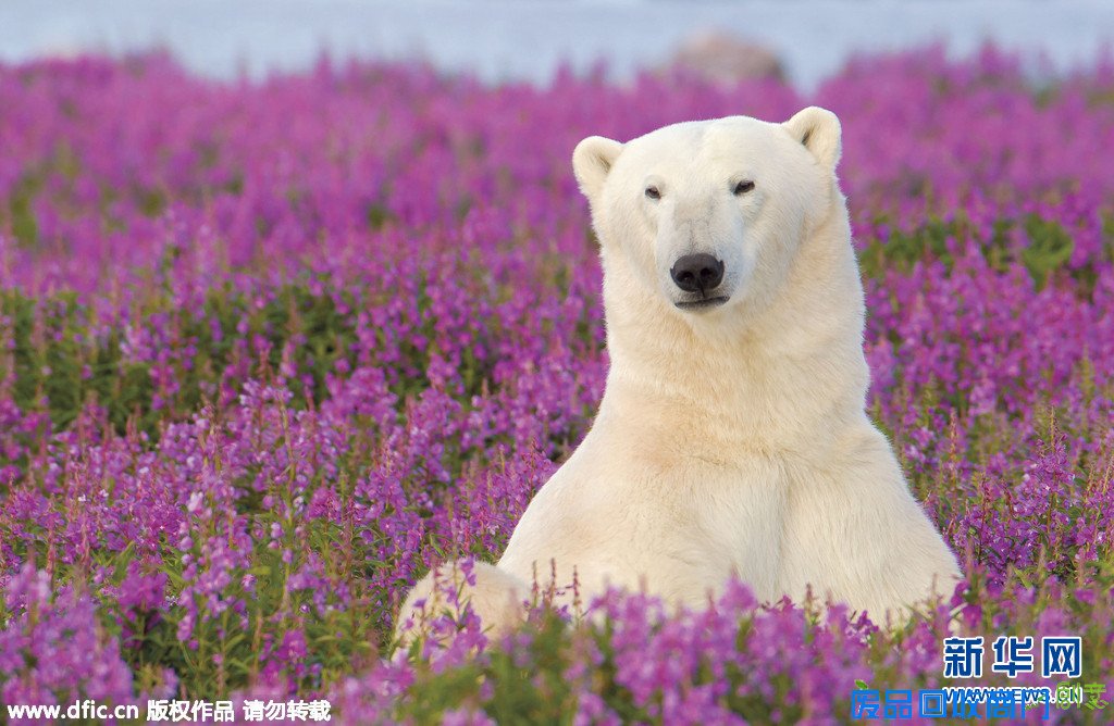 摄影师拍摄北极熊花田唯美大片