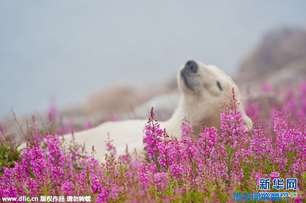 摄影师拍摄北极熊花田唯美大片