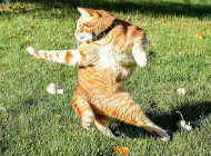 被玩坏的喵星人: “功夫猫咪”爆笑PS图集锦 被玩坏的喵星人: “功夫猫咪”爆笑PS图集锦