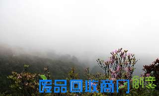 2013广西大明山杜鹃花旅游节圆满谢幕
