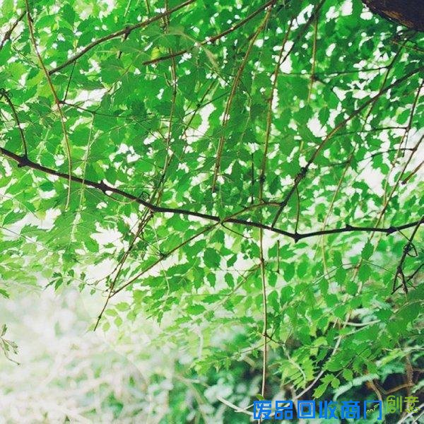 小清新伤感唯美森系治愈系美图