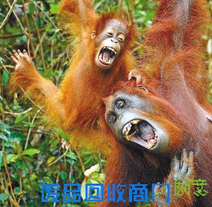 动物超可爱欢笑表情（图）