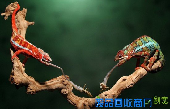 美摄影师抓拍变色龙闪电舌击猎物