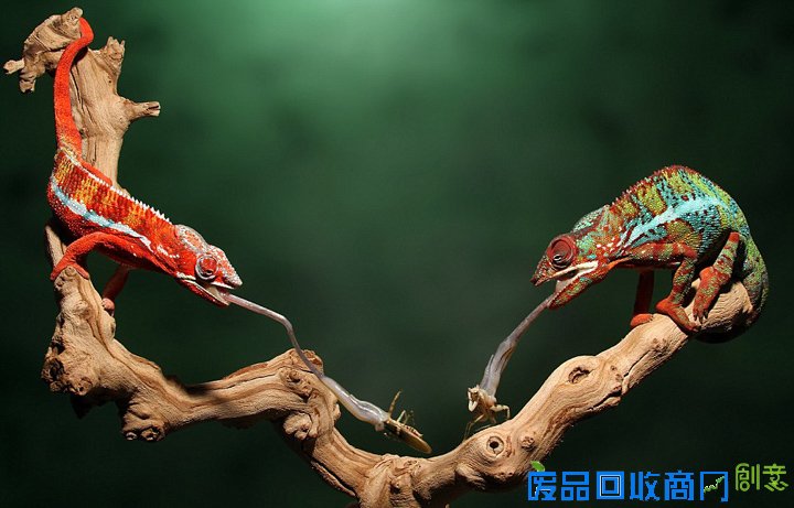 美摄影师抓拍变色龙闪电舌击猎物