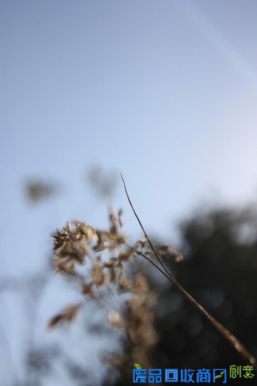 阳光中的麦穗唯美意境花草摄影图片赏