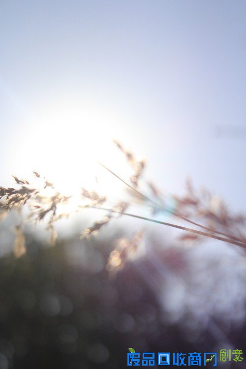 阳光中的麦穗唯美意境花草摄影图片赏