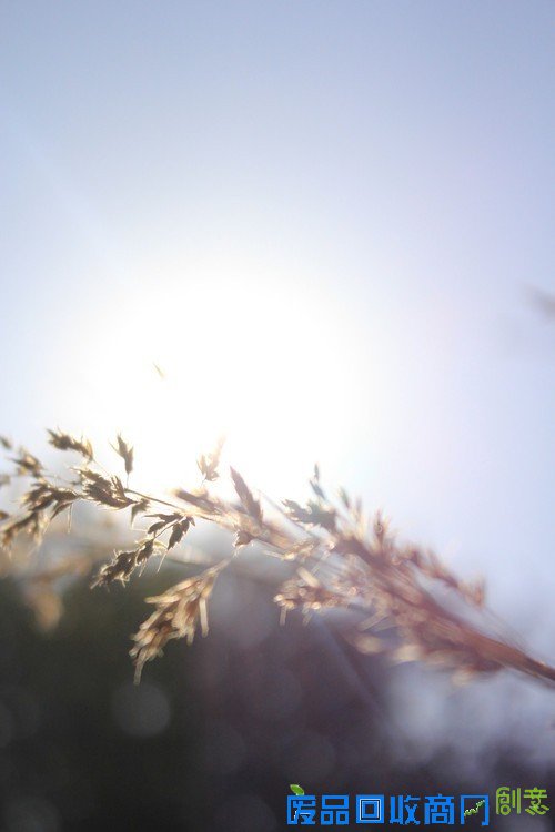 阳光中的麦穗唯美意境花草摄影图片赏