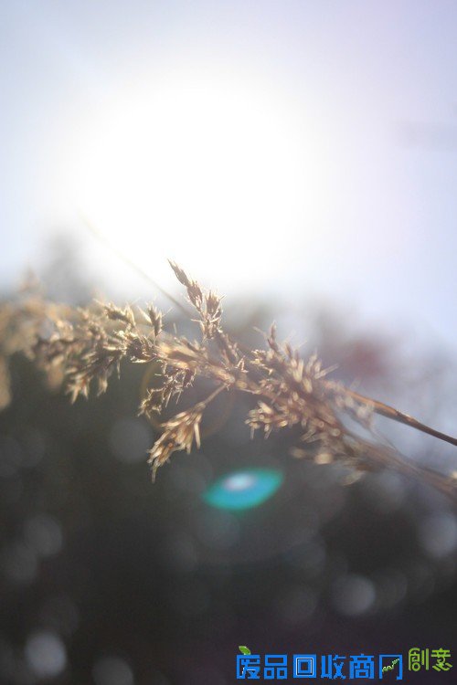 阳光中的麦穗唯美意境花草摄影图片赏