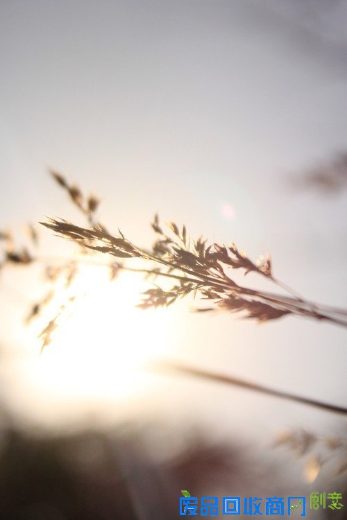 阳光中的麦穗唯美意境花草摄影图片赏