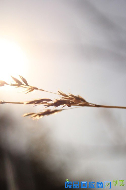 阳光中的麦穗唯美意境花草摄影图片赏