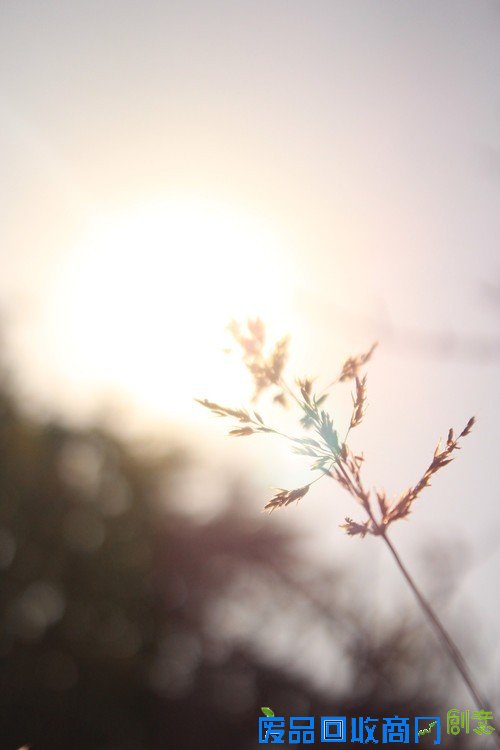 阳光中的麦穗唯美意境花草摄影图片赏