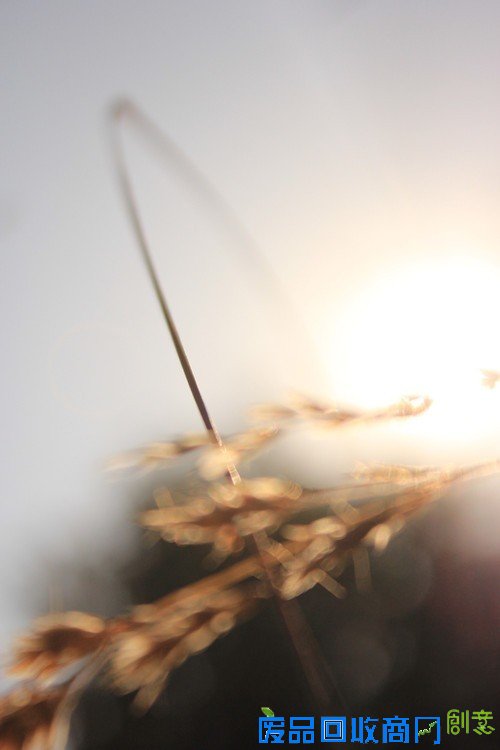 阳光中的麦穗唯美意境花草摄影图片赏