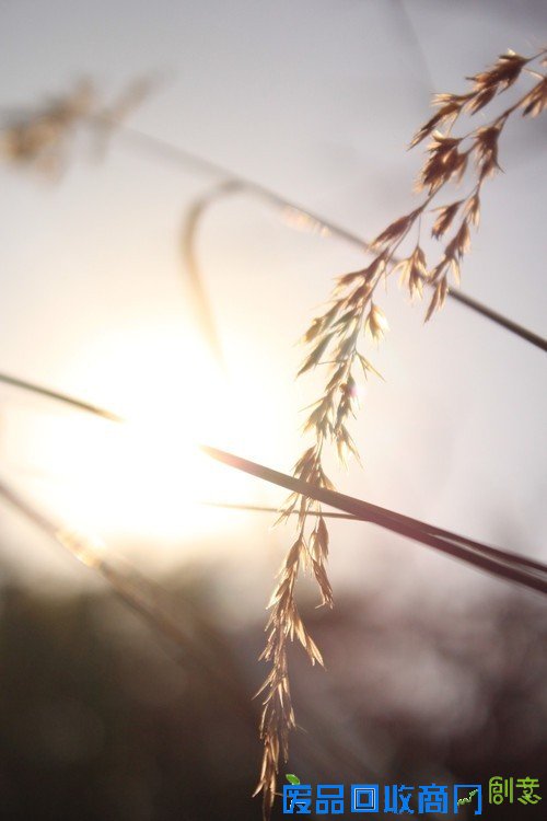 阳光中的麦穗唯美意境花草摄影图片赏