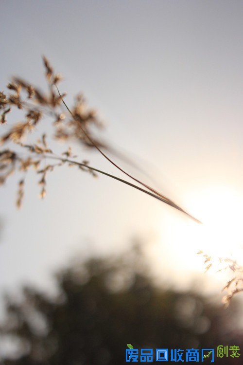 阳光中的麦穗唯美意境花草摄影图片赏