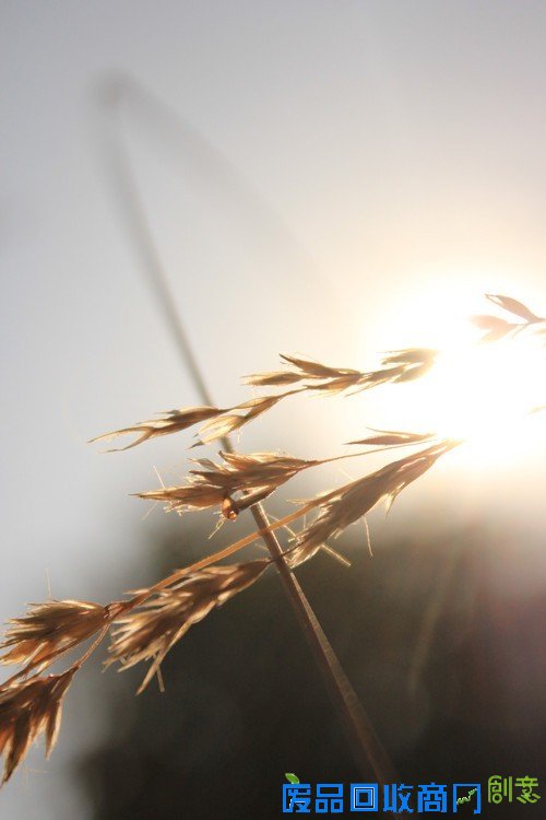 阳光中的麦穗唯美意境花草摄影图片赏