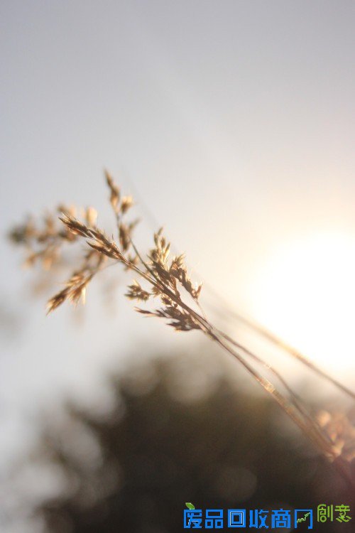 阳光中的麦穗唯美意境花草摄影图片赏