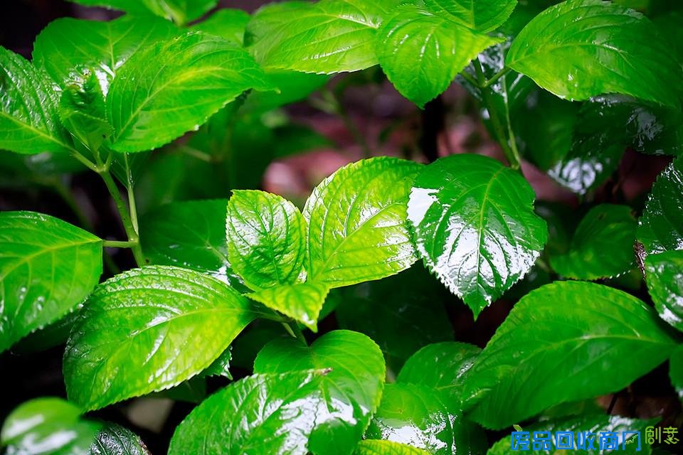 唯美意境伤感雨中美景意境图片