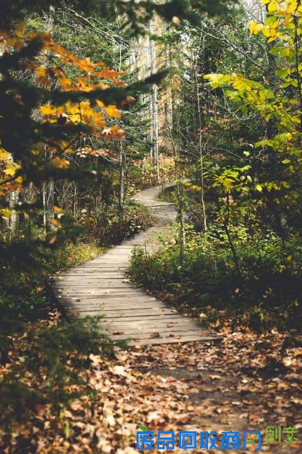 唯美意境伤感幽静森林空间素材图片