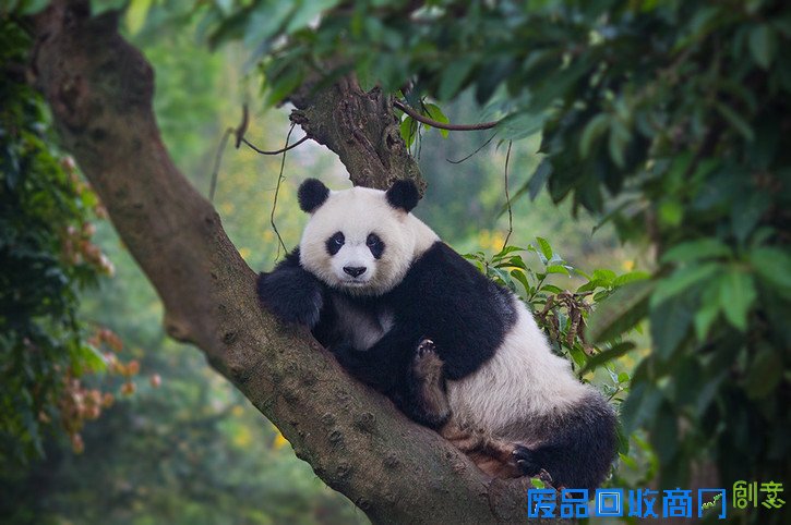 胖嘟嘟又可爱的只有它