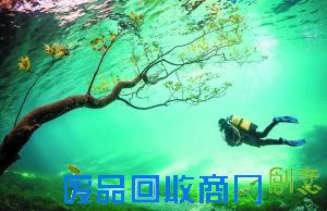 神秘王国的跳水者