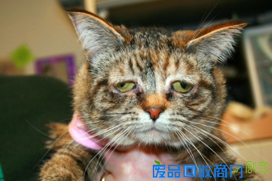 猫咪因天生表情悲伤被主人遗弃(图)