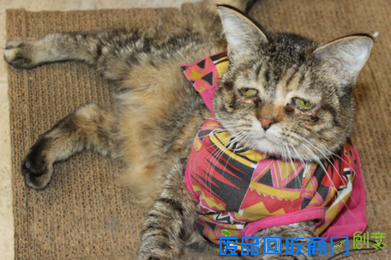 猫咪因天生表情悲伤被主人遗弃(图)