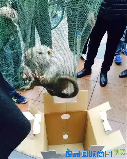 医科大学校内抓到10斤重“巨鼠”