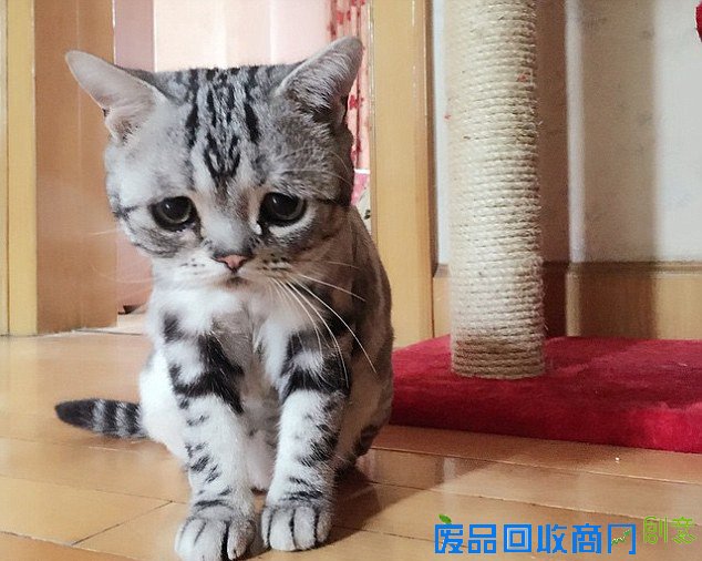 猫咪闷闷不乐被称“世界上最悲伤喵星人”