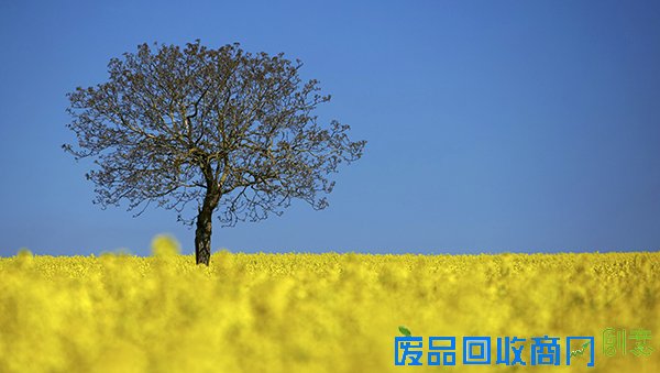 是悲伤还是欢乐，路透社上半年被点赞最多的照片有哪些？