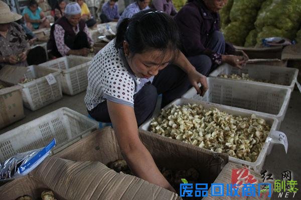 龙山举办巧手女性“剥百合”大赛冠军一小时剥32斤