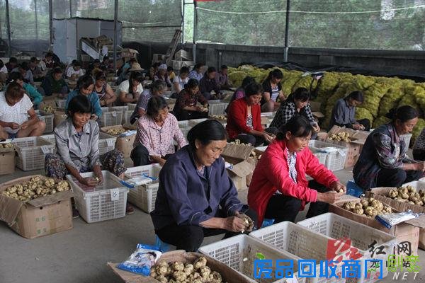 龙山举办巧手女性“剥百合”大赛冠军一小时剥32斤