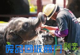 8月12日是世界大象日,泰国举国欢庆这一节日。8月11日，在泰国大城府，一名看象人给小象冲水。