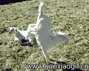 daolixingzoudexiaoyang