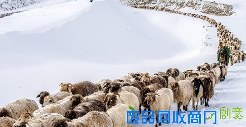 新疆果子沟哈萨克牧民风雪兼程大转场