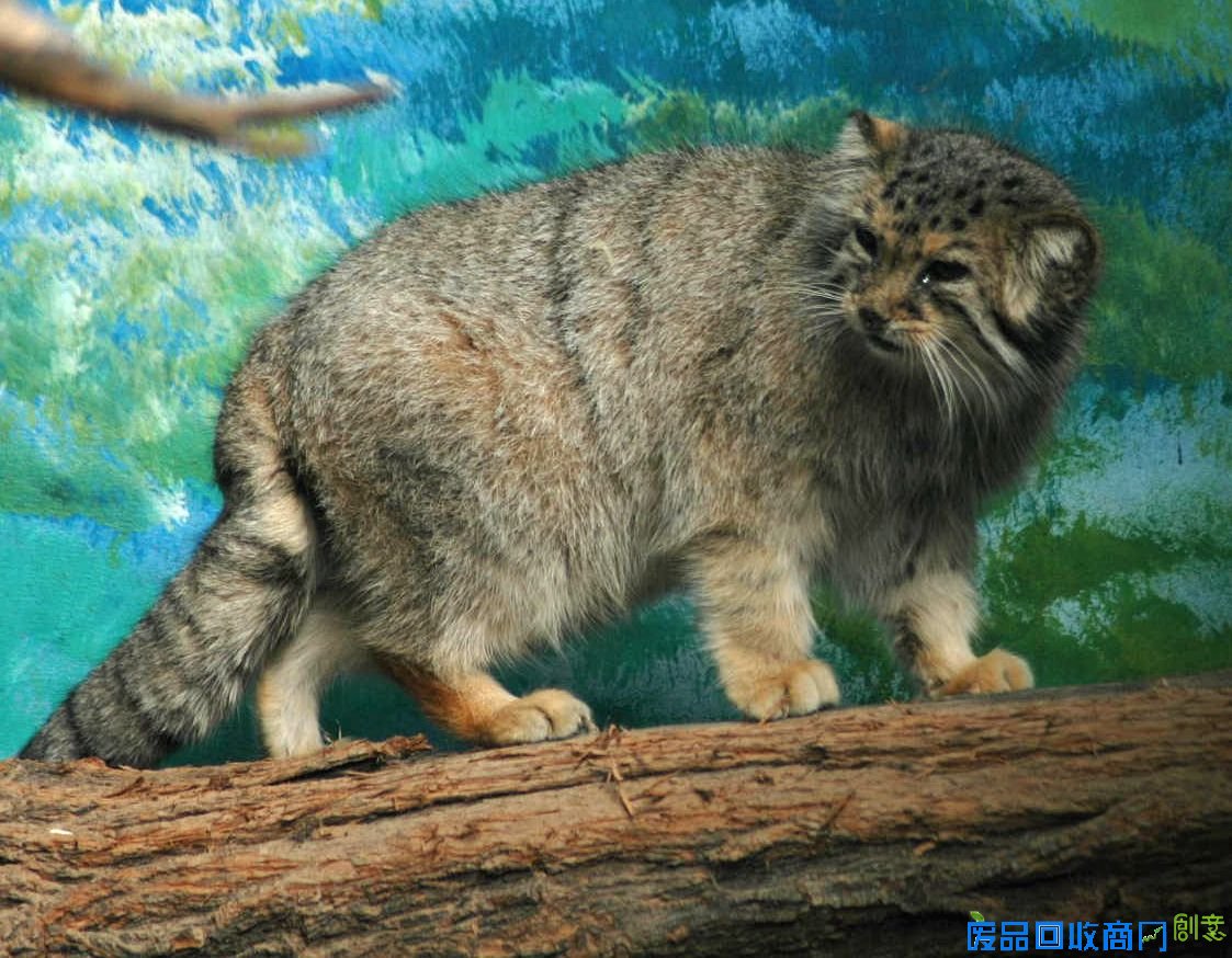 新疆巴音布鲁克高原现珍稀野生兔狲